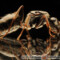 Formica fusca – pierwomrówka łagodna
