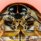 Phoetalia pallida – karaczan pallida*
