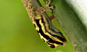 Lygodactylus picturatus – gekon żółtogłowy*