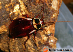 Periplaneta australasiae – przybyszka australijska