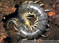 Scolopendra hermosa