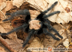 Brachypelma albiceps – ptasznik