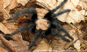 Brachypelma albiceps