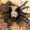 Brachypelma albiceps – ptasznik