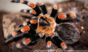 Brachypelma annitha