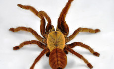 Cyriopagopus schmidti – ptasznik