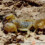 Scorpio maurus