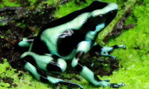 Dendrobates auratus – drzewołaz złocisty