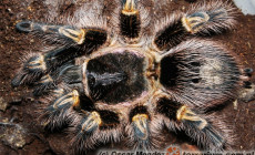 Grammostola pulchripes – ptasznik