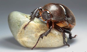 Xylotrupes gideon – rohatyniec borneański