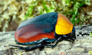 Pachnoda thoracica