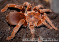 Pelinobius spp. – ptaszniki