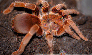 Citharischius spp.