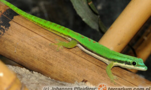 Phelsuma nigristriata