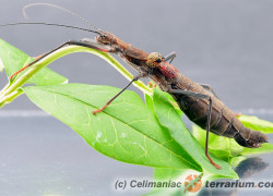 Neophasma subapterum