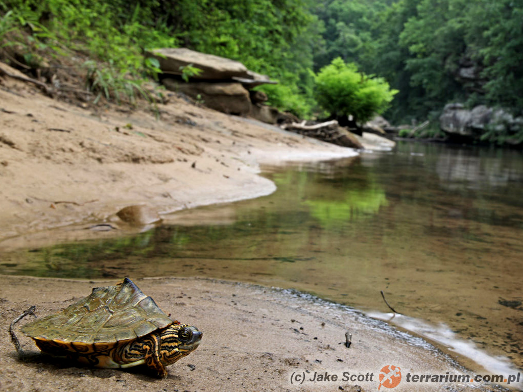 Graptemys pulchra – żółw – warunki naturalne