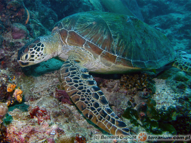Chelonia mydas - żółw zielony