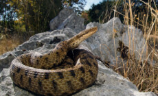 Vipera aspis – żmija żebrowana