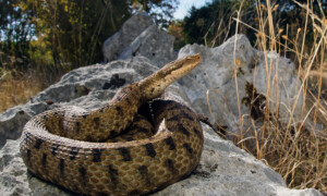 Vipera aspis – żmija żebrowana