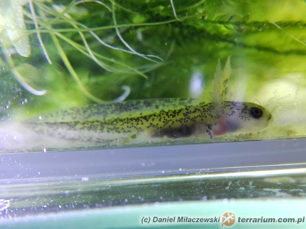 Tylototriton shanjing – traszka mandaryńska