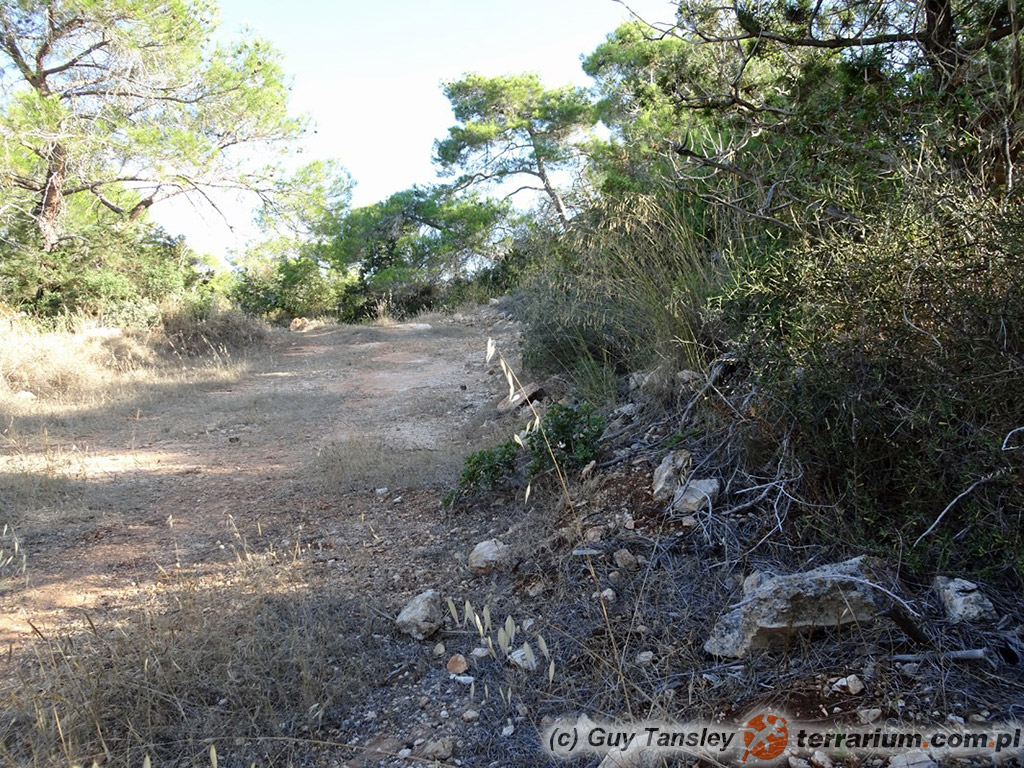 Lycosa praegrandis – lokalizacja Cypr
