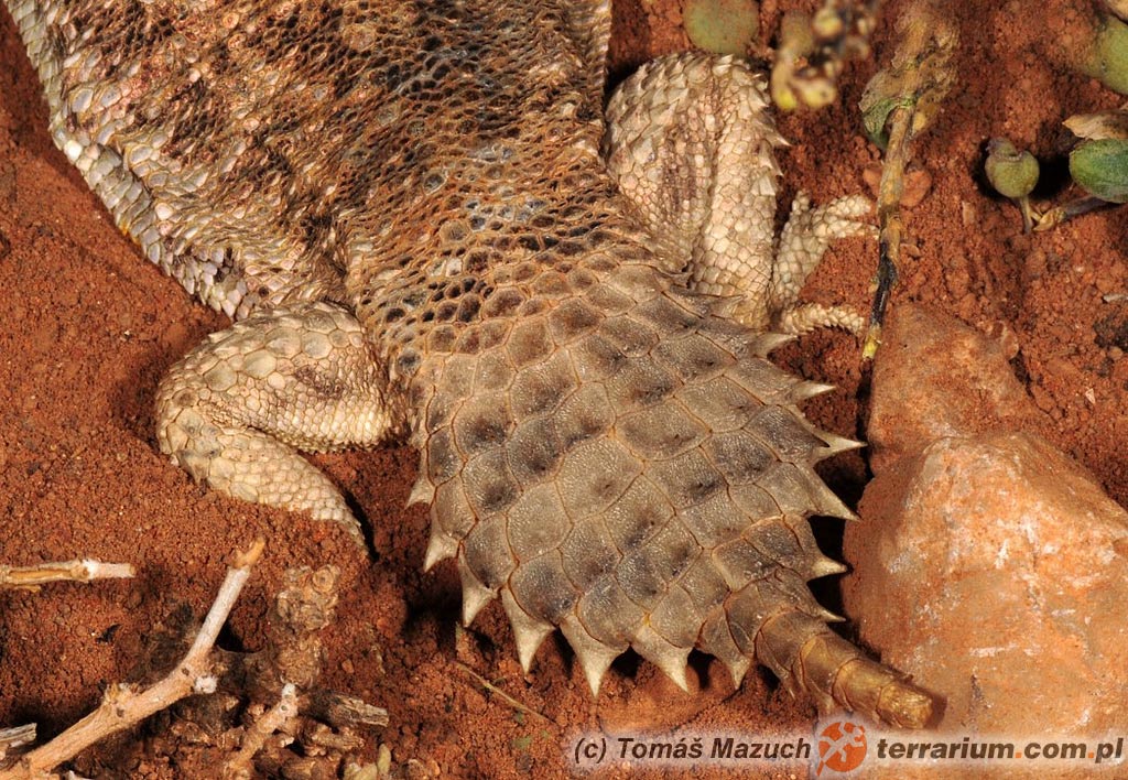 Xenagama batillifera – agama