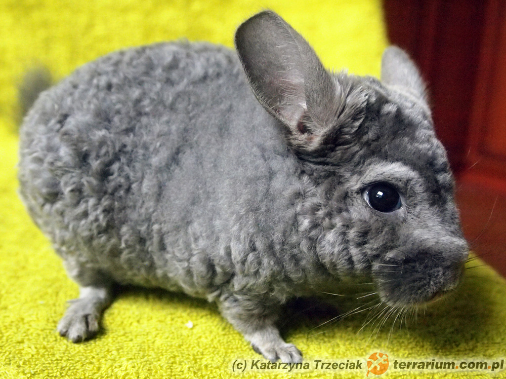 Szynszyla curly –  Chinchilla lanigera – szynszyla mała