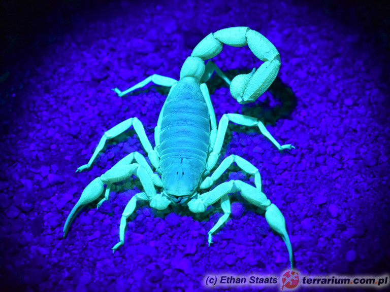 Skorpion pod światłem UV - Hadrurus anzaborrego