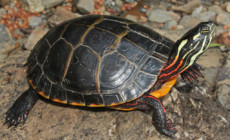 Chrysemys picta – żółw malowany