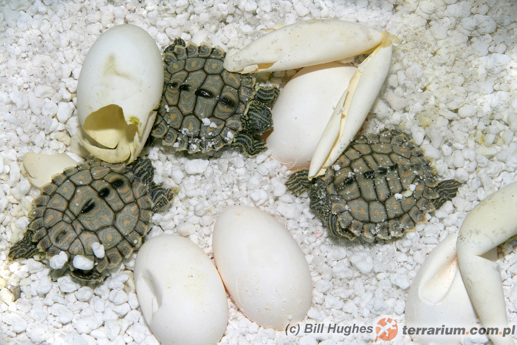 Graptemys flavimaculata – żółw, świeżo wylęgnięte młode