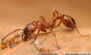 Manica rubida – wścieklica dorodna