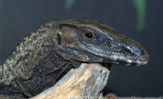 Varanus rudicollis