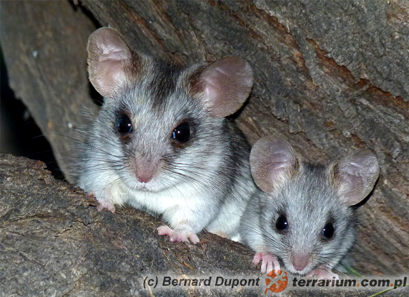 Thallomys nigricauda – akacjoszczur czarnoogonowy