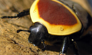 Pachnoda marginata peregrina – kruszczyca afrykańska