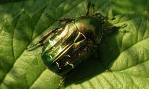 Cetonia aurata – kruszczyca złotawka