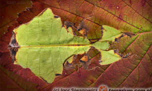 Phyllium giganteum – liściec olbrzymi