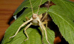 Eurycantha calcarata ssp. – straszyk indonezyjski