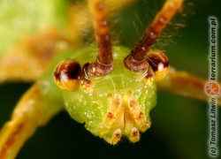 Phyllium philippinicum – liściec jesienny