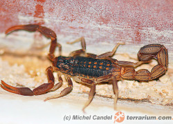 Hottentotta hottentotta – skorpion