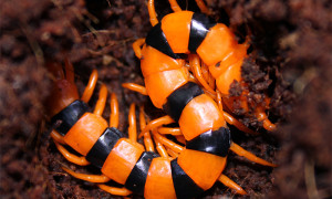 Scolopendra hardwickei