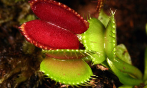 Dionaea muscipula – muchołówka amerykańska