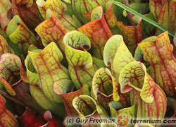 Sarracenia spp. – kapturnica