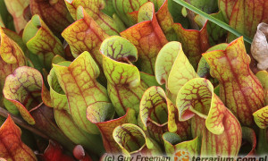 Sarracenia purpurea - kapturnica purpurowa