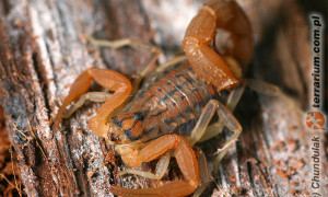 Mesobuthus gibbosus