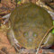 Lepidobatrachus laevis – żaba budgetta