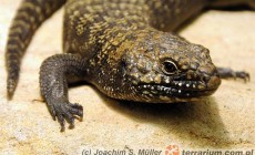 Przystosowania jaszczurek do roślinożerności