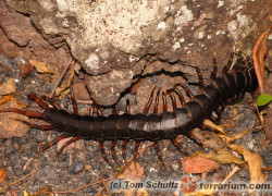 Scolopendra galapagoensis