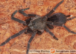 Phlogiellus inermis – ptasznik