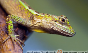 Diploderma splendidum – chińska agama górska*