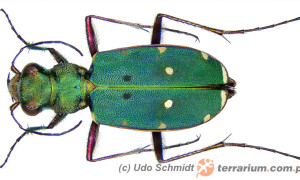 Carabidae – biegaczowate